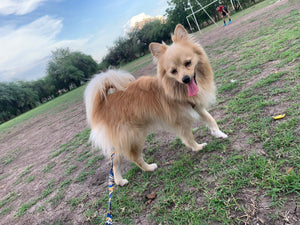 Peludos